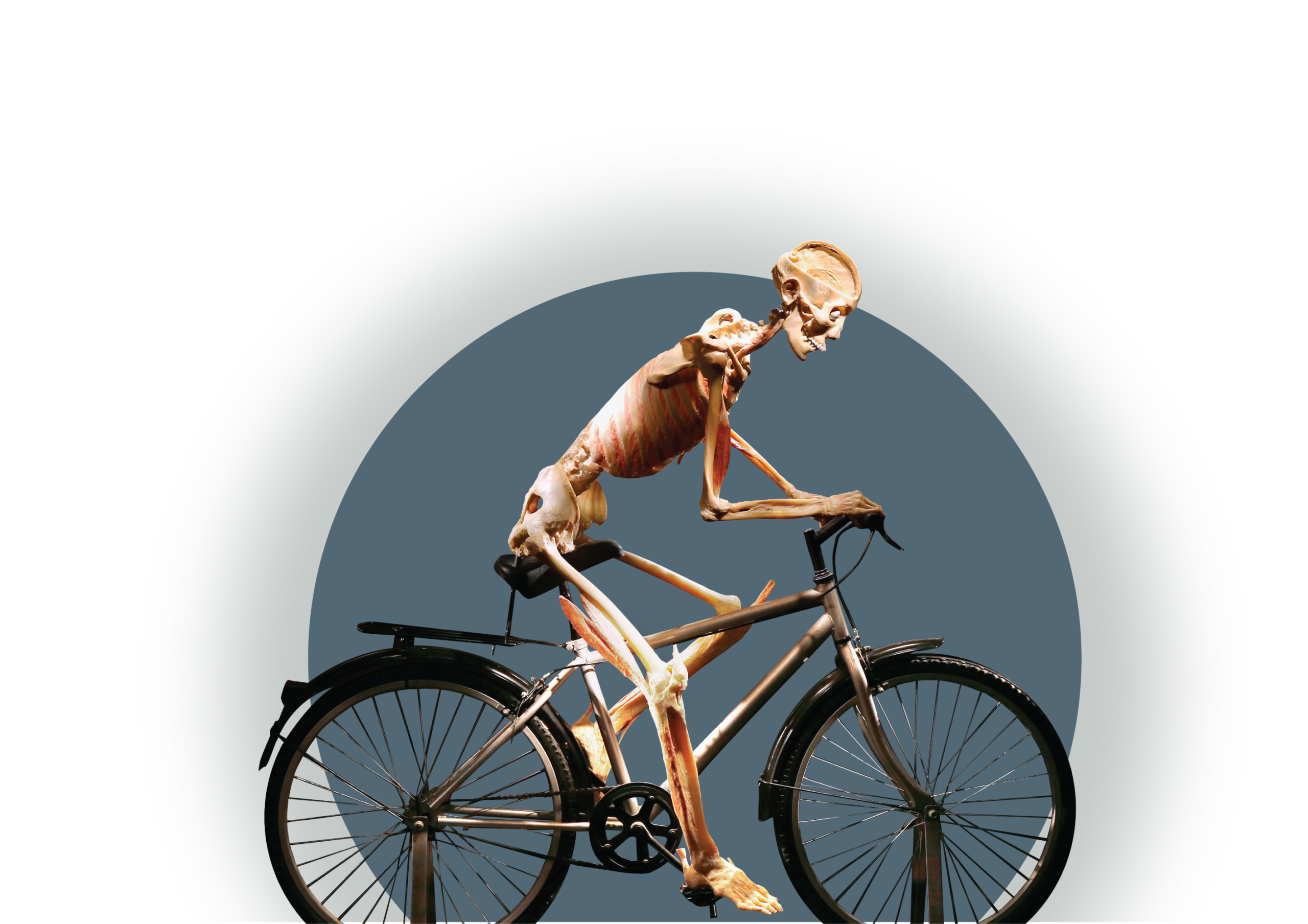 Bodies-Human-on-Bicycle